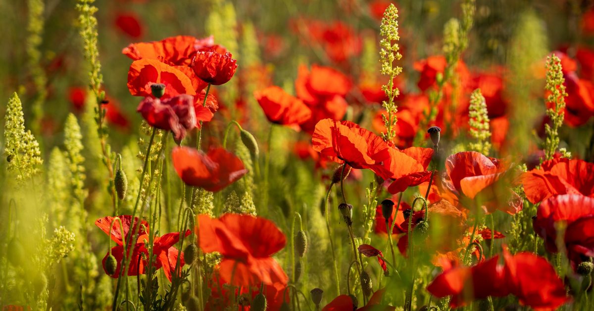 A Prayer for Remembrance Sunday 